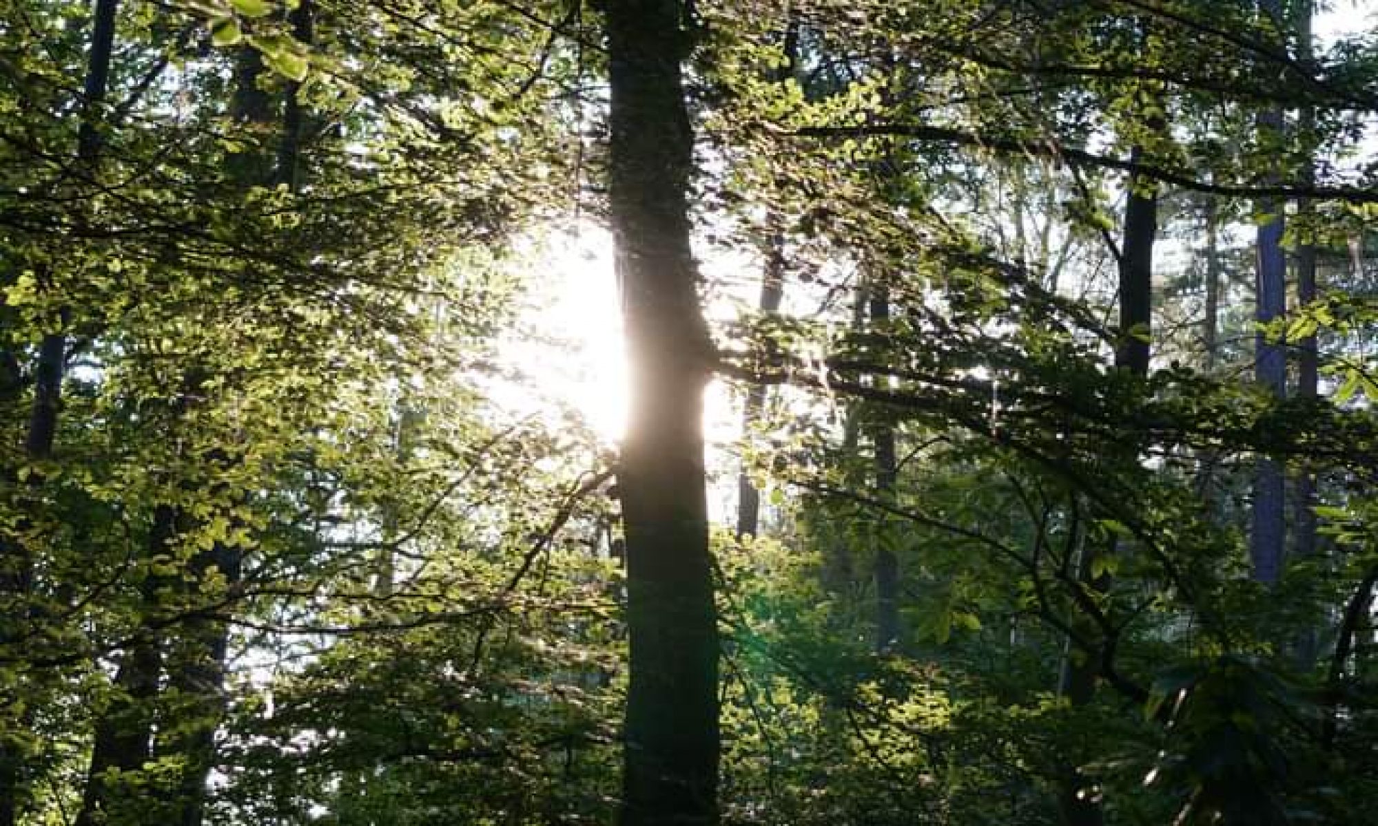 White Heart Grove Woodland